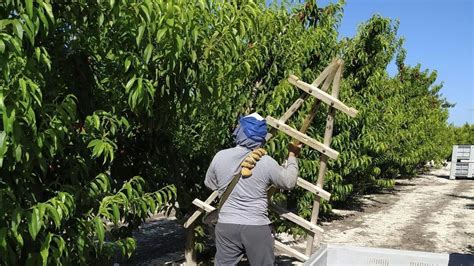 Agricultura Comienza la recolección de la fruta de hueso en la Región