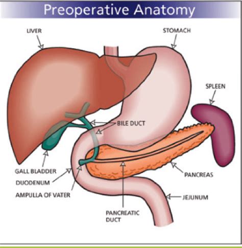 Sonography Liver Flashcards Quizlet