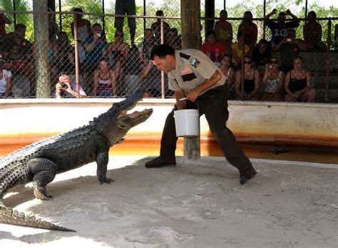 Everglades Airboat Tour American Crocodile American Alligator