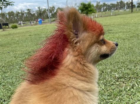 Mullet Cachorro