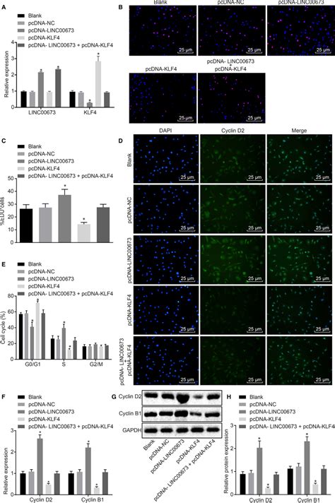 Linc Silencing Inhibits Prostate Cancer Cell Proliferation By