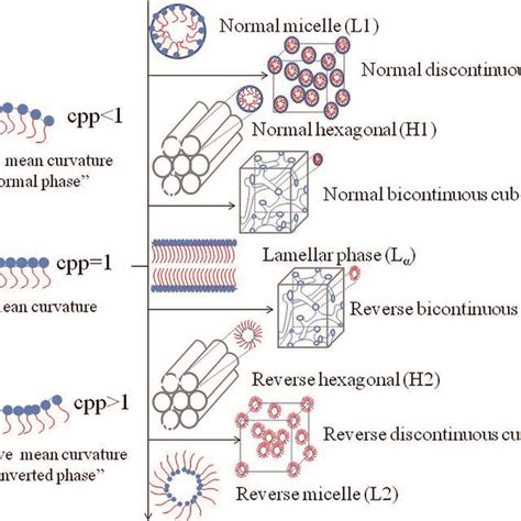 Schematic Representation Of The Lyotropic Liquid Crystalline Phases Download Scientific Diagram