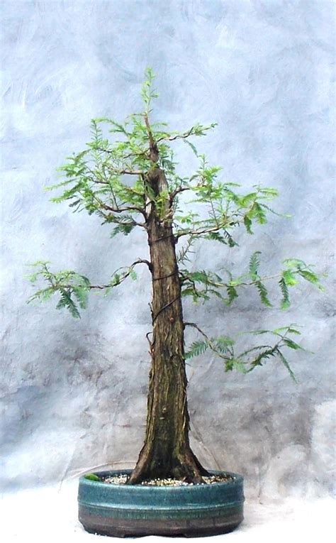 Bald Cypress Bonsai for Sale | Bonsai South