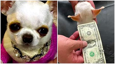 Conoce a Pearl la perrita más pequeña del mundo es una chihuahua de 2