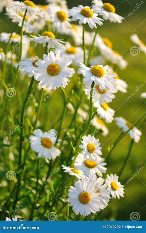 Shasta daisy flowers stock photo. Image of flora, flower - 10043292