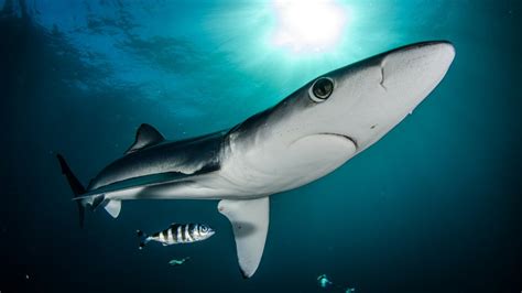 Blue Shark Save Our Seas Foundation