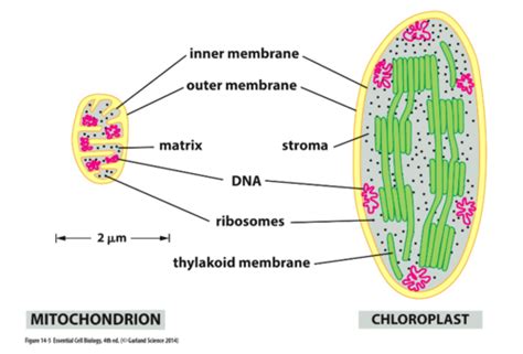 Unit 51 Mitochondria And Chloroplasts Flashcards Quizlet