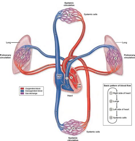 41 Pulmonary And Systemic Circulation Diagram Wiring Diagrams Manual