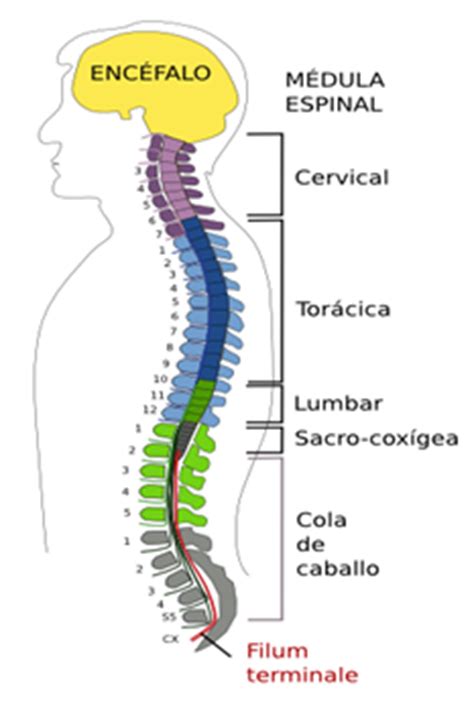 Lesi N Medular Causas Tipos S Ntomas Y Fisioterapia T Xum