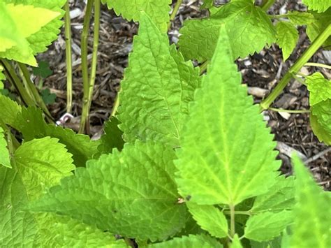 Agastache Black Adder Gardening Plants Directory By RightPlantz LLC