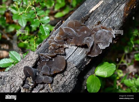 Auricula Judea Hi Res Stock Photography And Images Alamy