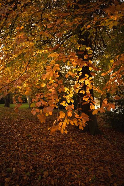 A late autumn walk at Stowe