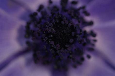 Blue, Violet, Purple, Lavender Free Photo Download | FreeImages