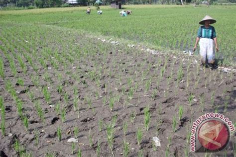 Banjir Rendam 100 Hektare Sawah Di Mukomuko ANTARA News Bengkulu