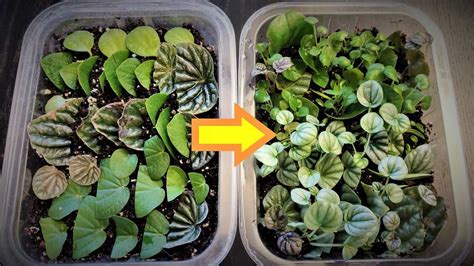 Peperomia Propagation How To Propagate Peperomia Plants Updated