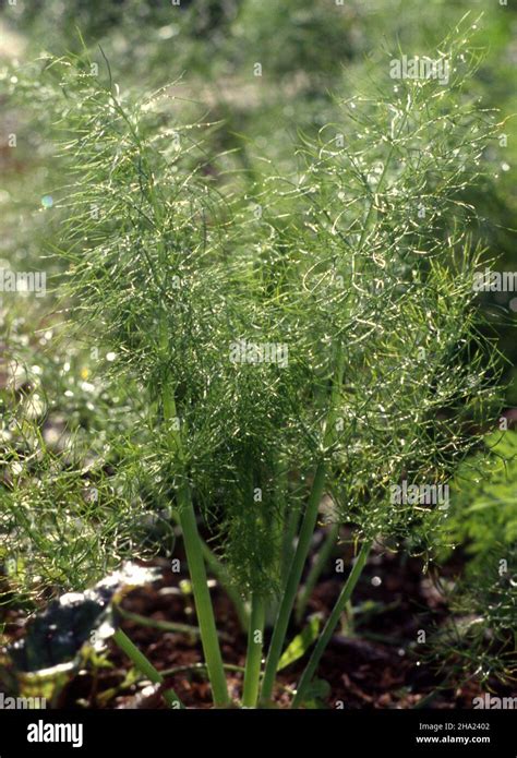 Florence Fennel Garden Hi Res Stock Photography And Images Alamy