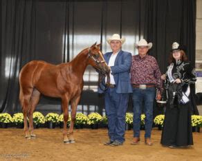 Around The Ring Photos And Results East Coast Halter Futurity