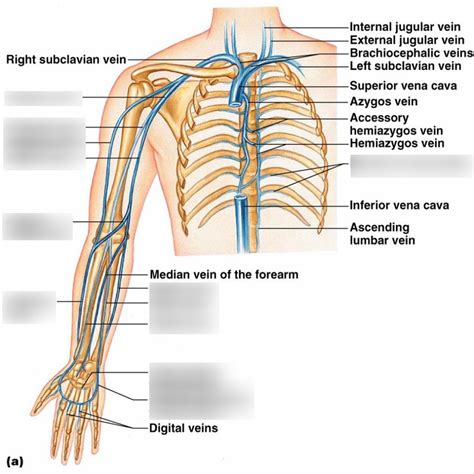 Humans Veins In Upper Limb Diagram Quizlet