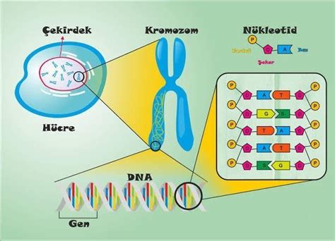 Gen N Kleotit Kromozom Dna S Ralamas Nas Ld R Eodev