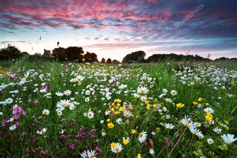 Summer wildflowers at dramatic sunset — Stock Photo © O.Rohulya #27897055