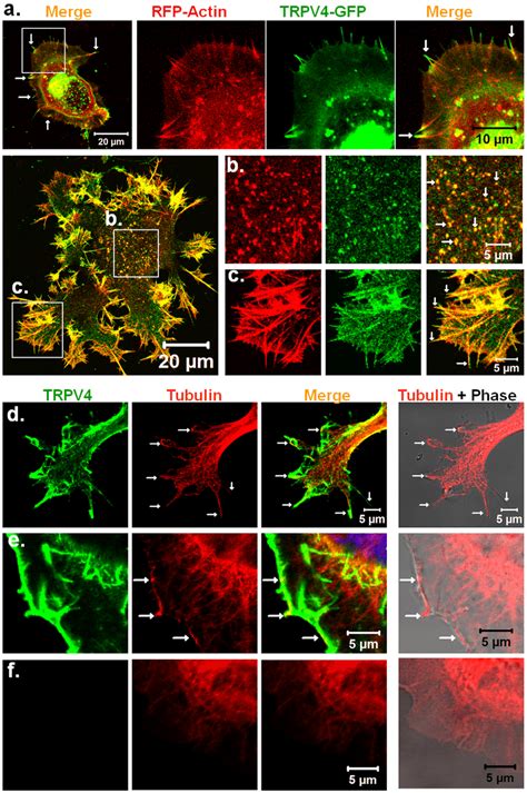 TRPV4 Co Localizes With Actin And Microtubule Cytoskeleton A C Shown