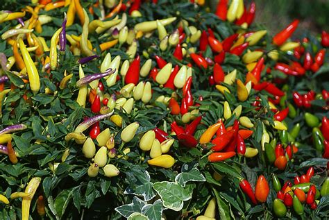 Overwintering Peppers Save Plants Next For Year Grow Hot Peppers