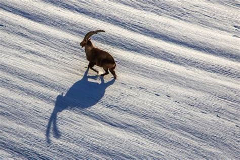 Steinbock Im Winter Imago