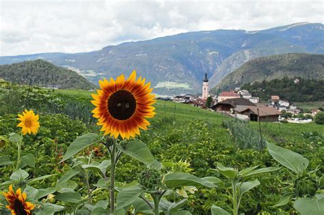 Village Italy Sunflowers Free Photo On Pixabay Pixabay