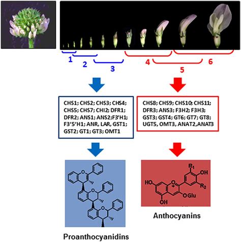 Developmentally Regulated Biosynthesis Of Proanthocyanidins And