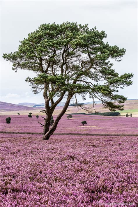 Where To See Heather In Scotland Best Place To View It In Bloom