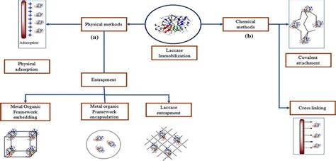 An Illustration Of Methods Of Immobilization Of Laccase Enzyme Datta