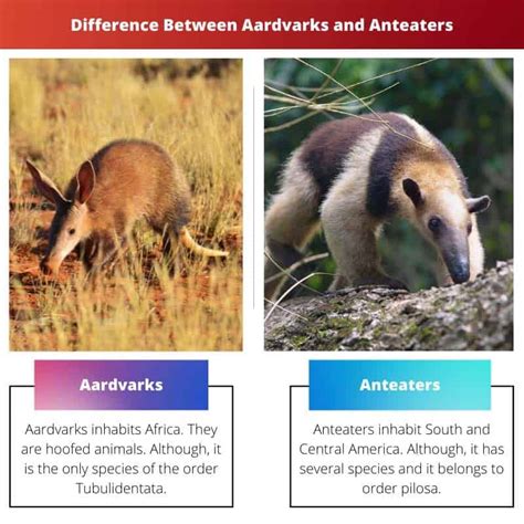 Aardvarks Vs Anteaters Difference And Comparison