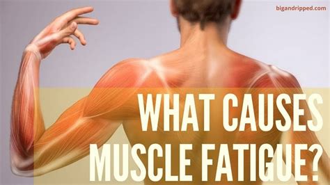 Muscle Fatigue: What Is it & How To Recover From Muscle Weakness