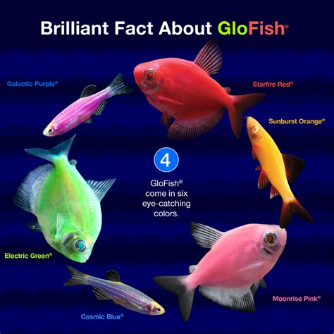 Glofish® Facts Glofish Tetra Fish Tropical Freshwater Fish