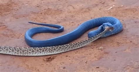 Texas Indigo Snake DEVOURS Rattler