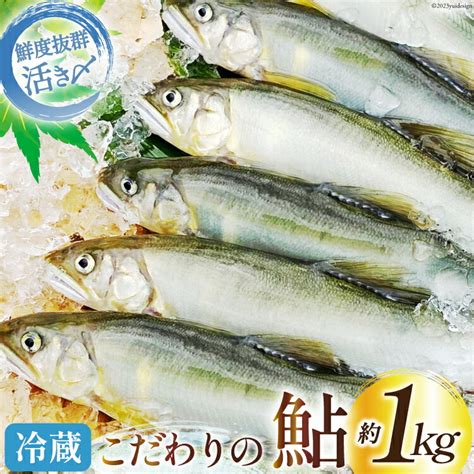 【楽天市場】【ふるさと納税】【期間限定発送】 鮎 こだわりの生鮎 約1kg 株式会社 あゆの是則 宮崎県 日向市 452060793 あゆ