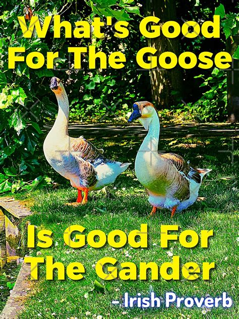 Irish Proverb What S Good For The Goose Is Good For The Gander Irishproverbs Sticker For