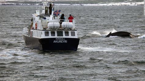 Iceland will allow more than 2,000 whales to be killed within next five ...