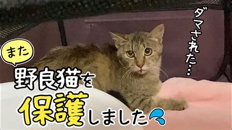 警戒心が強い野良猫を保護することができました Youtube