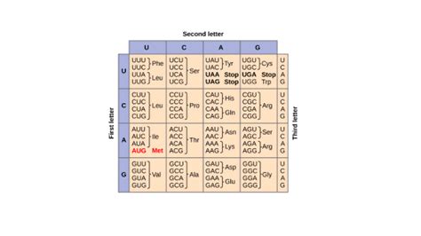 The Genetic Code Codon Table Article Khan Academy