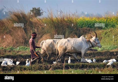 Indian Farmer Ploughing An Agriculture Field With A Pair Of Bullocks At