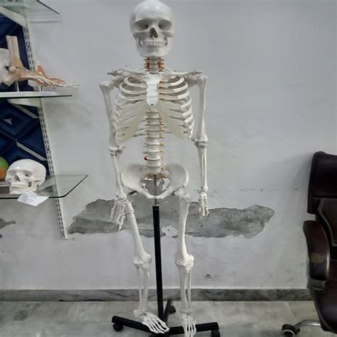 Anatomical Model White Human Skeleton Life Size For Medical At Rs 4000