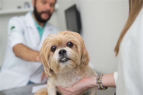 Saiba Quais S O As Doen As Gastrointestinais Mais Comuns Em Pets