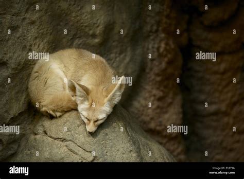 Sleeping Fennec Fox Fennec Fox Sleeping On The Rock Horizontal