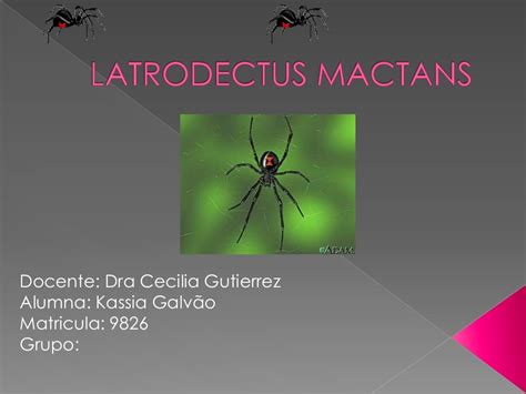 Latrodectus mactans