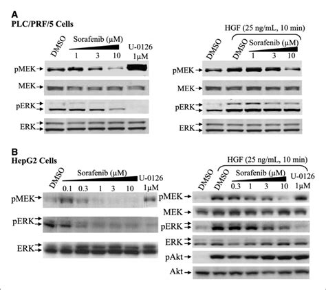 Sorafenib Inhibits RAF MEK ERK Signaling In PLC PRF 5 A And HepG2 B