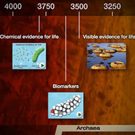 Measures Evolutionary Time Geologic Time