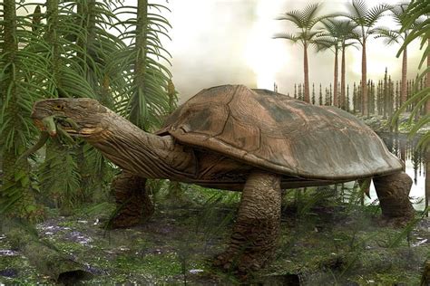 Pictures And Profiles Of Prehistoric Turtles