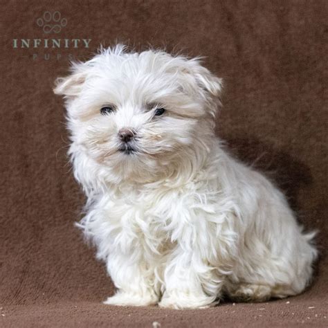 Maltese Puppies for Sale (Cute, Smart, & Healthy) | VIP Puppies