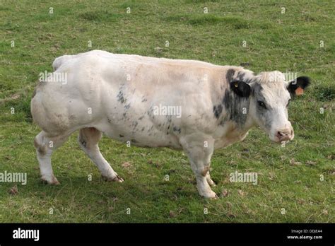 An Impressive Double Muscled Belgian Blue Cow In A Field In Belgium